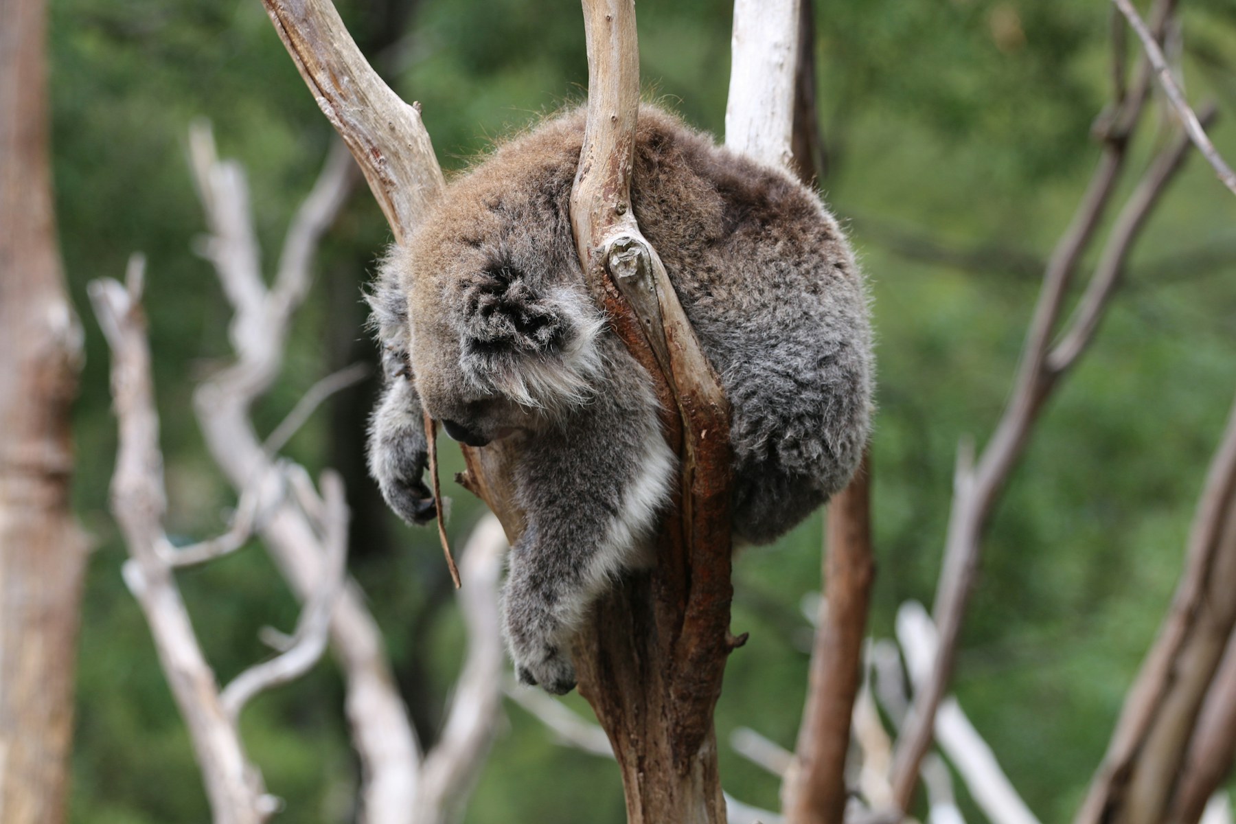 Healesville & Yarra Valley